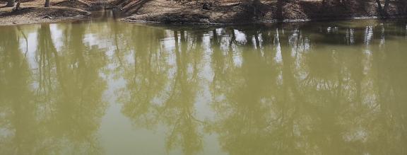 Desert Green Forest 12