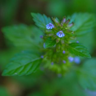 Wildflowers in urban weeds 4