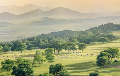 Herding Sheep on the Grassland