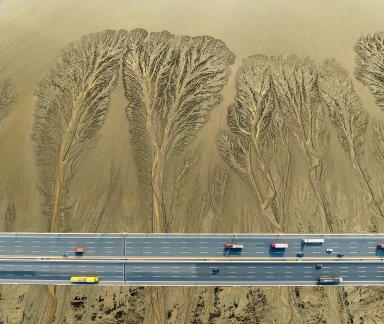 Tidal tree under the bridge