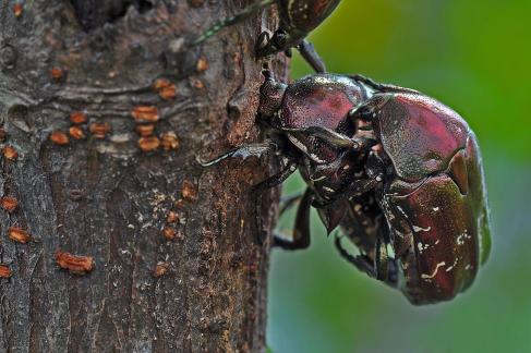 kill two birds with one stone