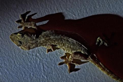 Gecko 2