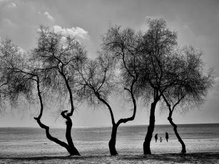 family and trees1