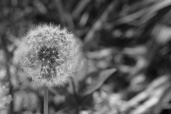 Dandelion