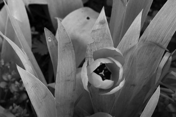 Tulip