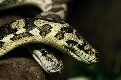 Snake Heads