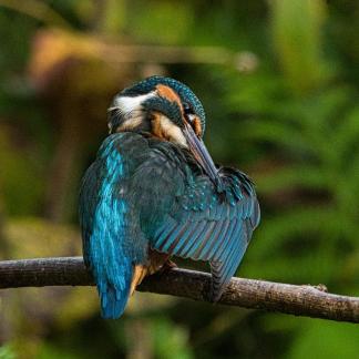 Preening Five