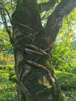 Growing in spring 5