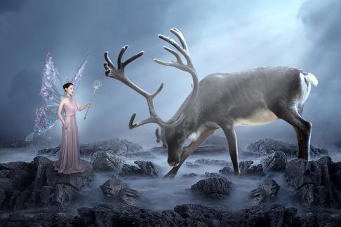 Deer