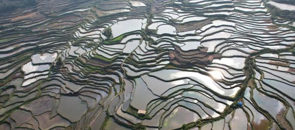 Terraced fields scenery 54