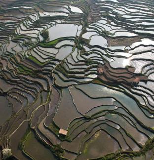 Terraced fields scenery 55