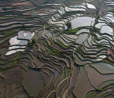 Terraced fields scenery 56