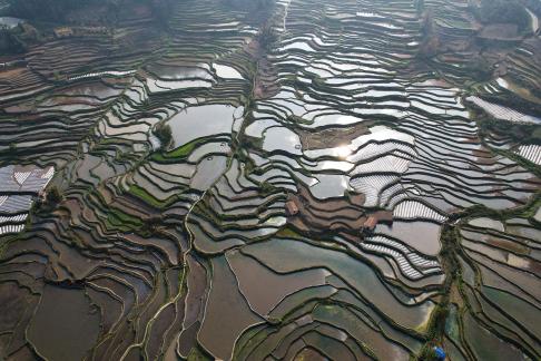 Terraced fields scenery 57