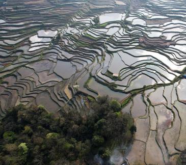 Terraced fields scenery 50