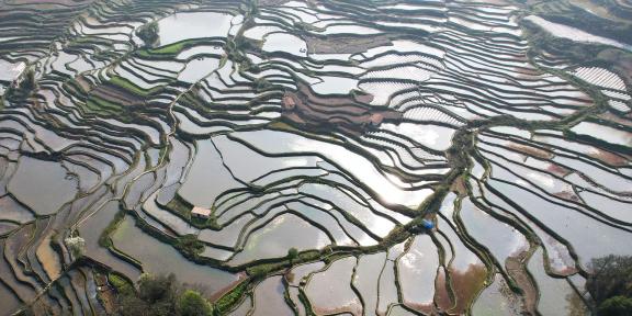 Terraced fields scenery 51
