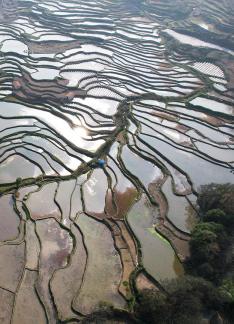 Terraced fields scenery 52