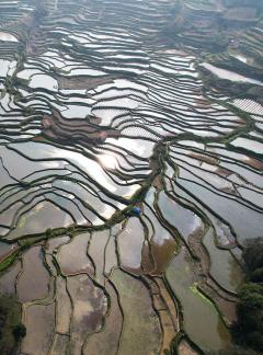 Terraced fields scenery 53