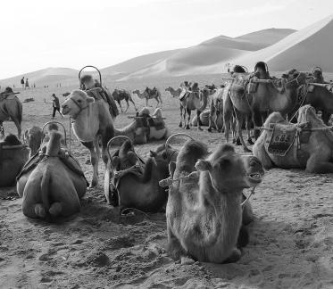 Desert Journey 26