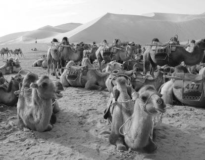 Desert Journey 27