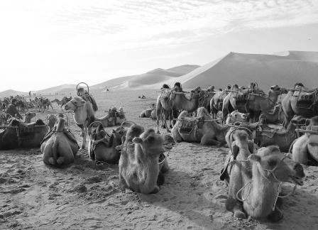 Desert Journey 28