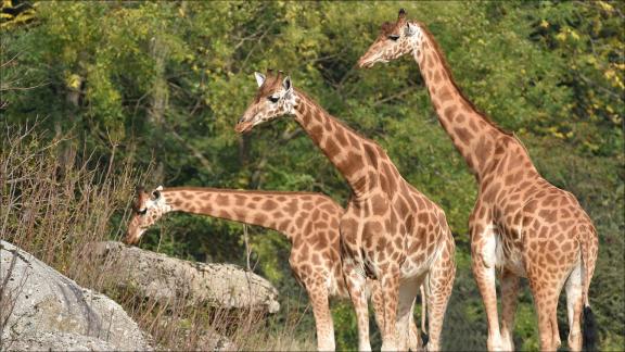 Relatives