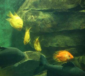 Aquarium Tour 3