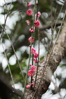 Red Plum Praise 33