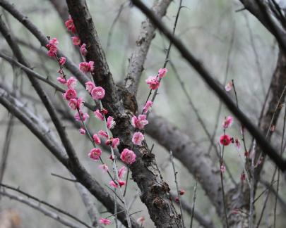 Red Plum Praise 34
