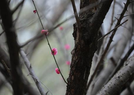 Red Plum Praise 35