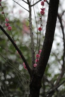 Red Plum Praise 36