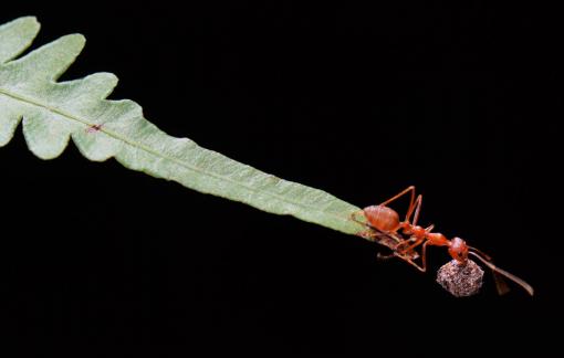 Ant s challenge