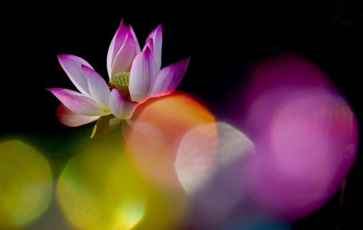 Lotus with rainbow