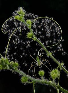 Spiders family