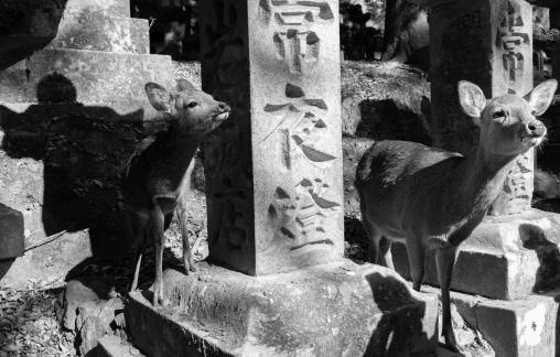 Deers wishes