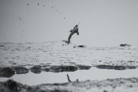 Fishs jump