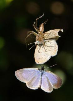 Butterfly rush to help