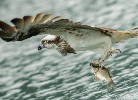 Eagle s catch