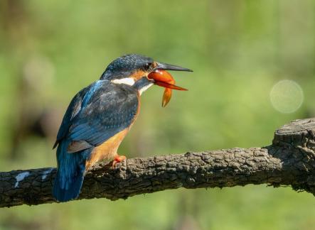 Kingfishers swallow
