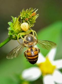 Spider caught the bee with afly