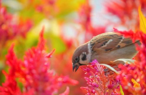 Sparrow in flowering shrub