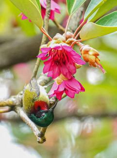 Sunbird s kiss