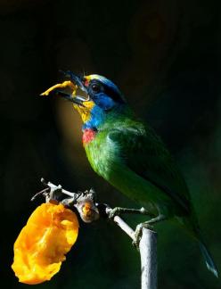 Taiwan Barbets breakfast