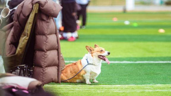 Pets on the grass 2