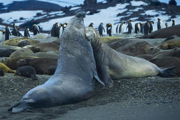 E Seal Bull Bites Rival