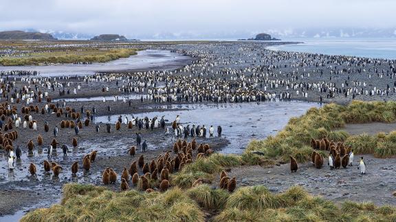 Penguinscape Salis Plain 01