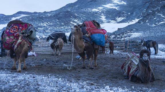 Camels Ready to Roll