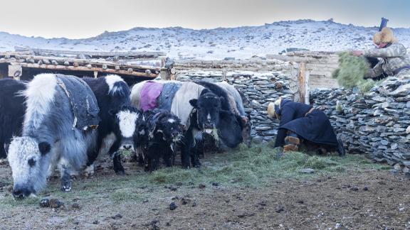 Feeding the Yaks