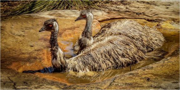 A Very Big Bird Bath