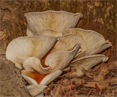 Tree Fungi