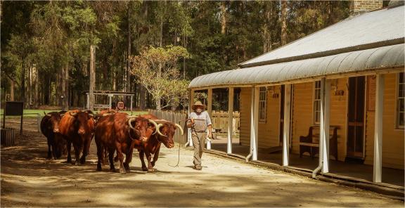 The Old Bullock Driver